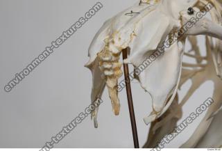 Photo Textures of Hen Skeleton